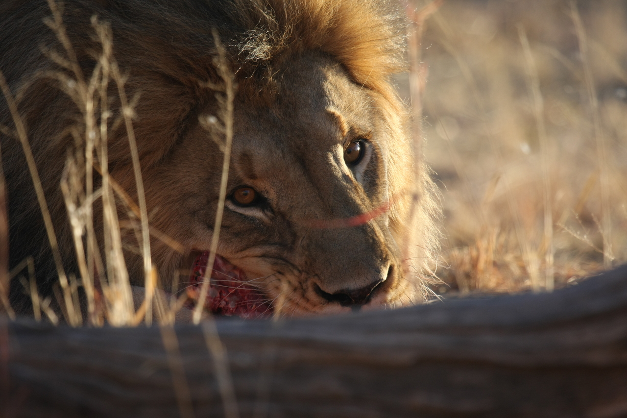 [7744] 2016_06_23_11_44_26_Africa_Canon_EOS_40D_IMG__01857.jpg