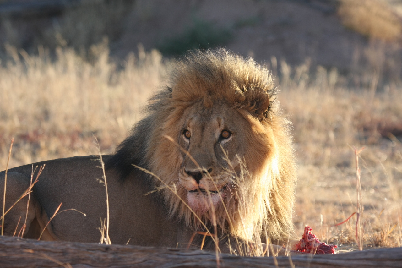 [7809] 2016_06_23_11_46_02_Africa_Canon_EOS_40D_IMG__09326.jpg