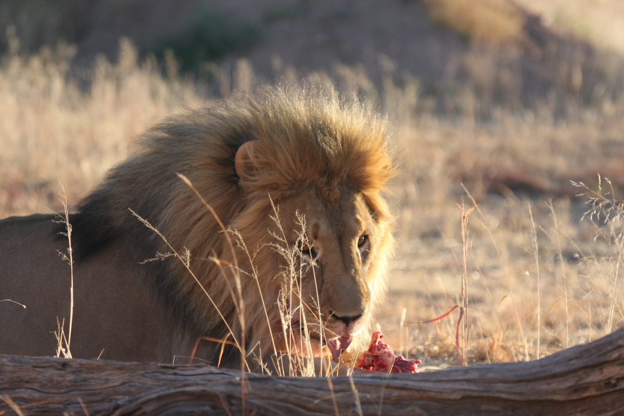 [7817] 2016_06_23_11_46_04_Africa_Canon_EOS_40D_IMG__01884.jpg