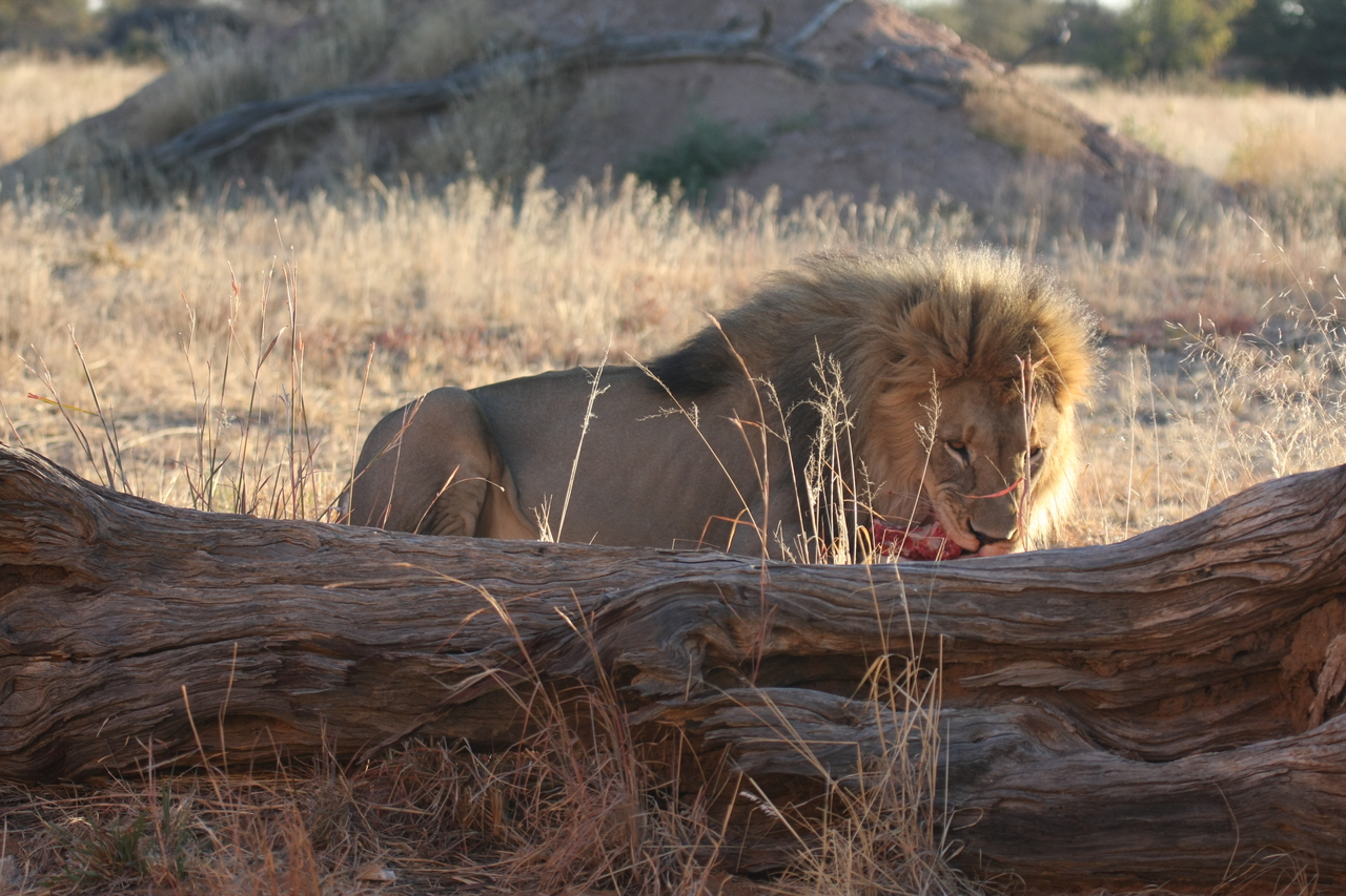 [7940] 2016_06_23_11_48_05_Africa_Canon_EOS_40D_IMG__01088.jpg