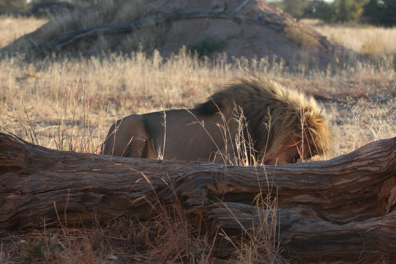 [7960] 2016_06_23_11_48_11_Africa_Canon_EOS_40D_IMG__00756.jpg
