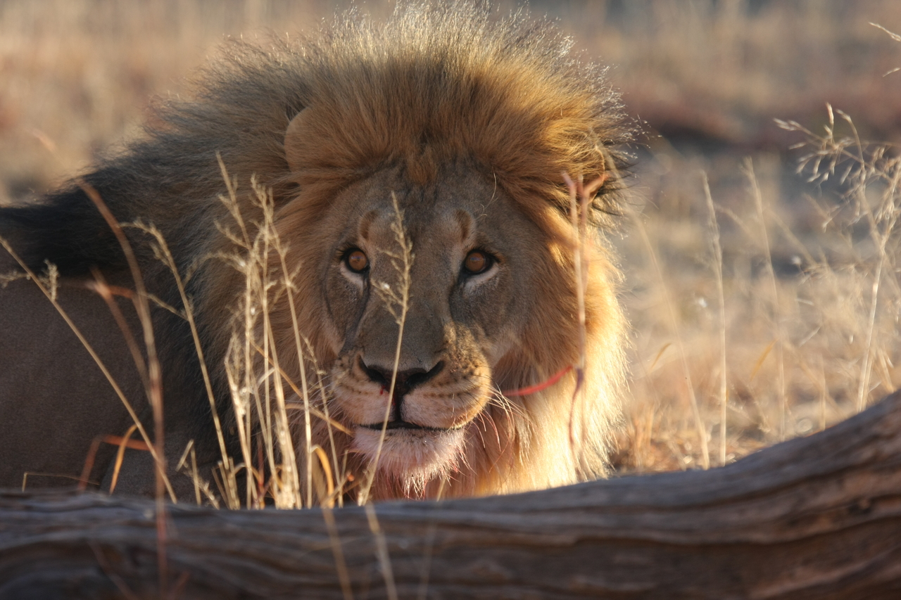 [8023] 2016_06_23_11_48_50_Africa_Canon_EOS_40D_IMG__01612.jpg