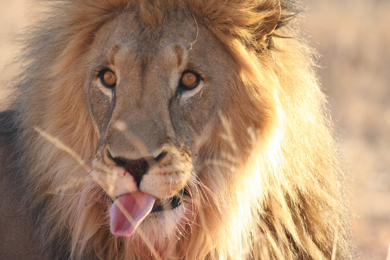 [8044] 2016_06_23_11_49_18_Africa_Canon_EOS_40D_IMG__00786.jpg