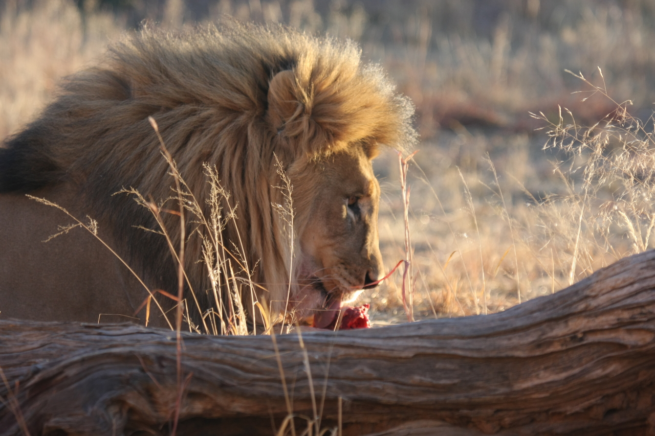 [8108] 2016_06_23_11_51_39_Africa_Canon_EOS_40D_IMG__01644.jpg