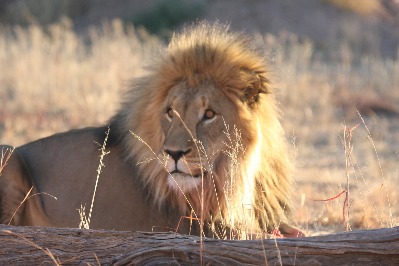 [8136] 2016_06_23_11_51_54_Africa_Canon_EOS_40D_IMG__09100.jpg
