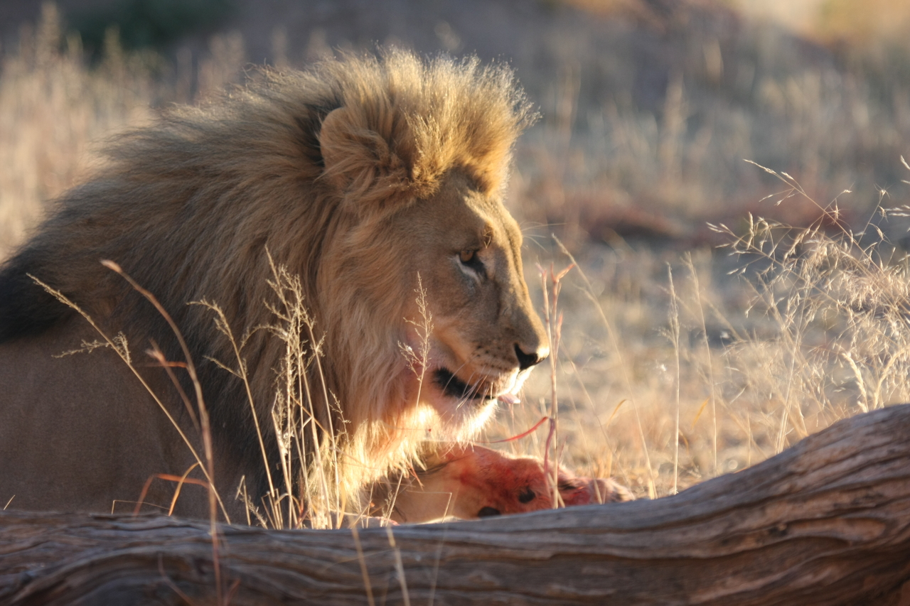 [8210] 2016_06_23_11_52_14_Africa_Canon_EOS_40D_IMG__01681.jpg