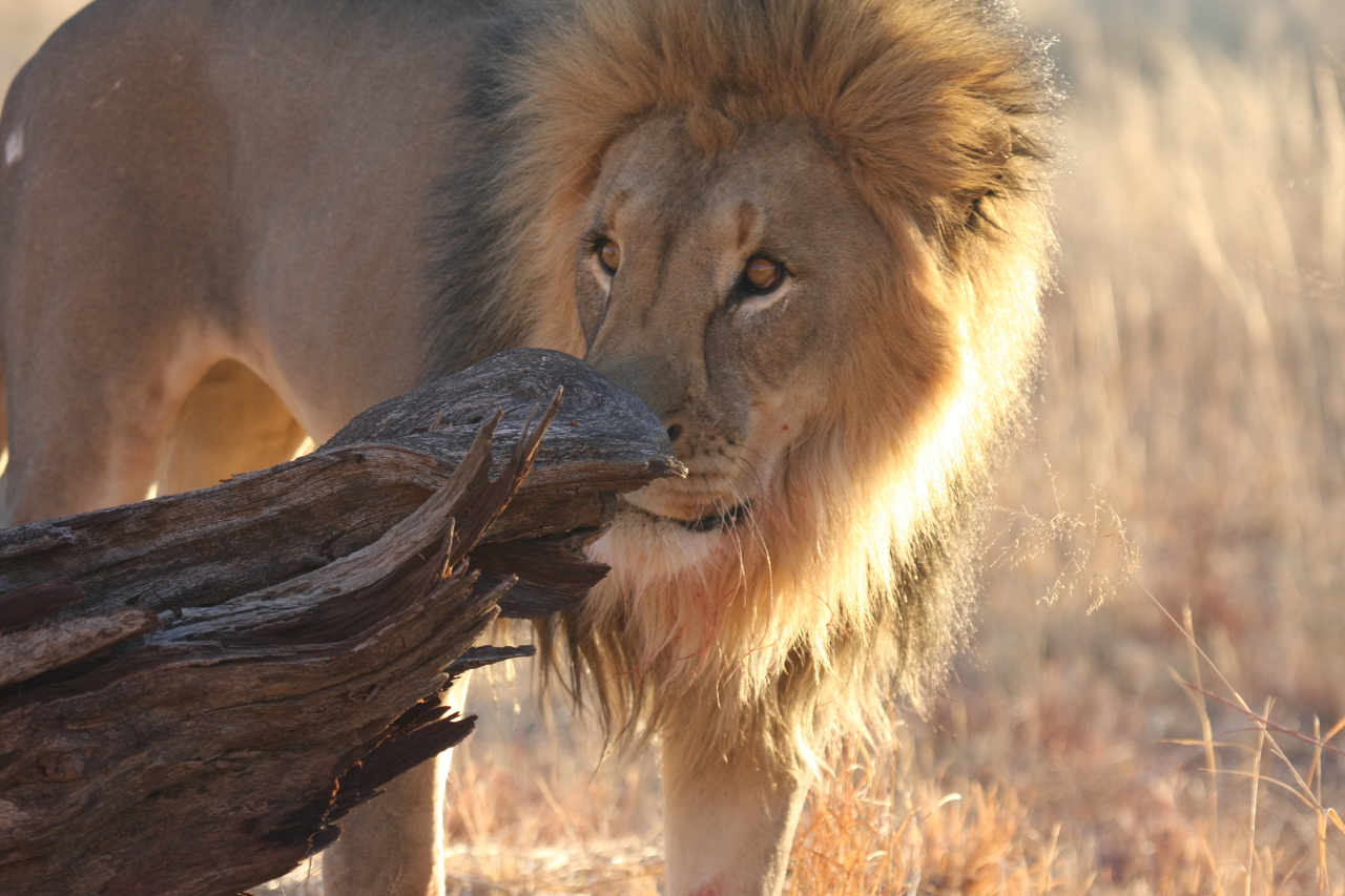 [8236] 2016_06_23_11_52_24_Africa_Canon_EOS_40D_IMG__01690.jpg