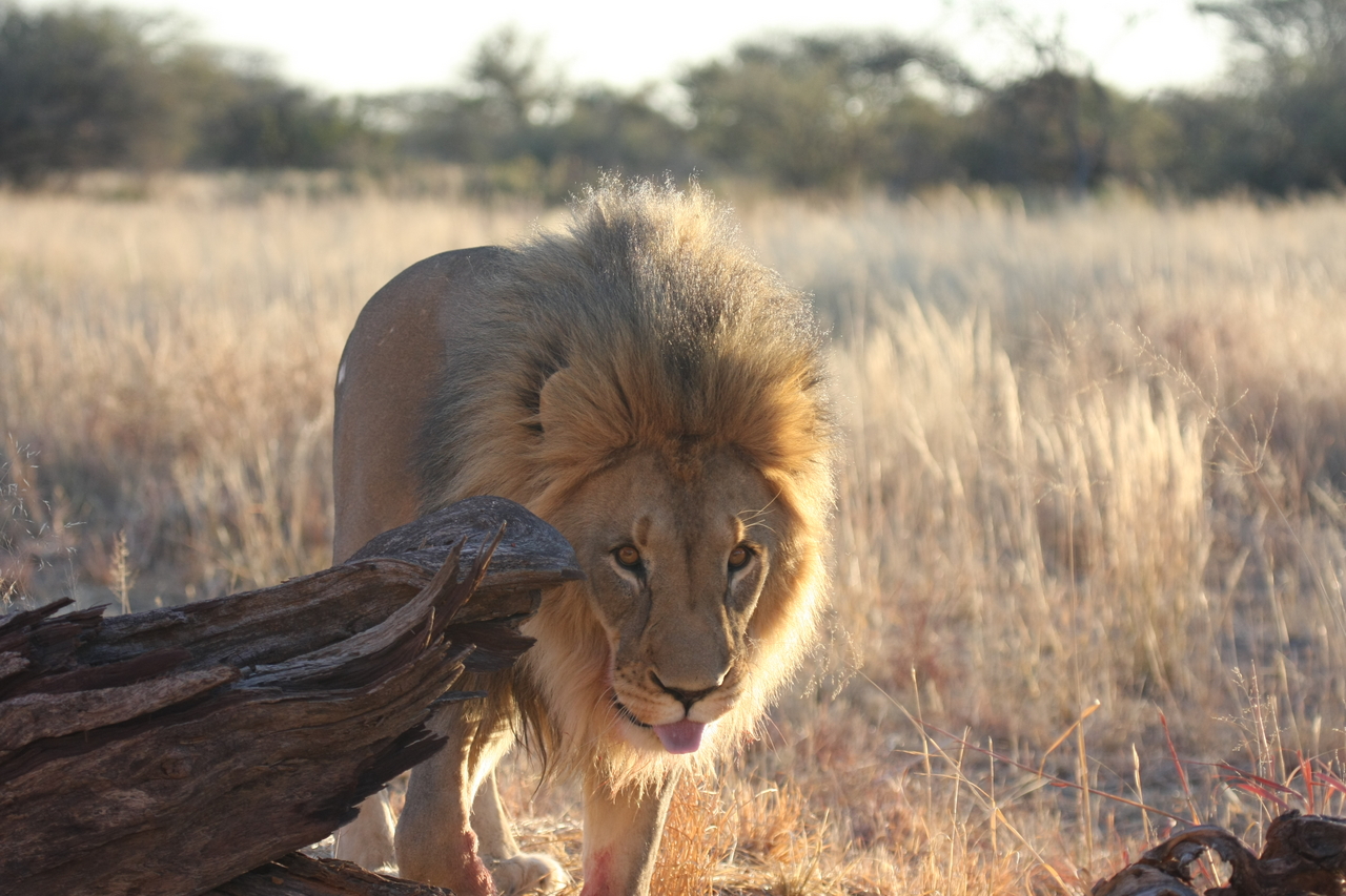 [8247] 2016_06_23_11_52_30_Africa_Canon_EOS_40D_IMG__00862.jpg