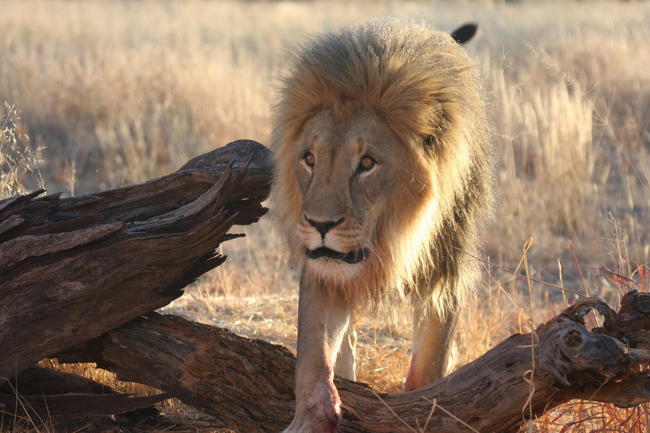 [8262] 2016_06_23_11_52_33_Africa_Canon_EOS_40D_IMG__00867.jpg