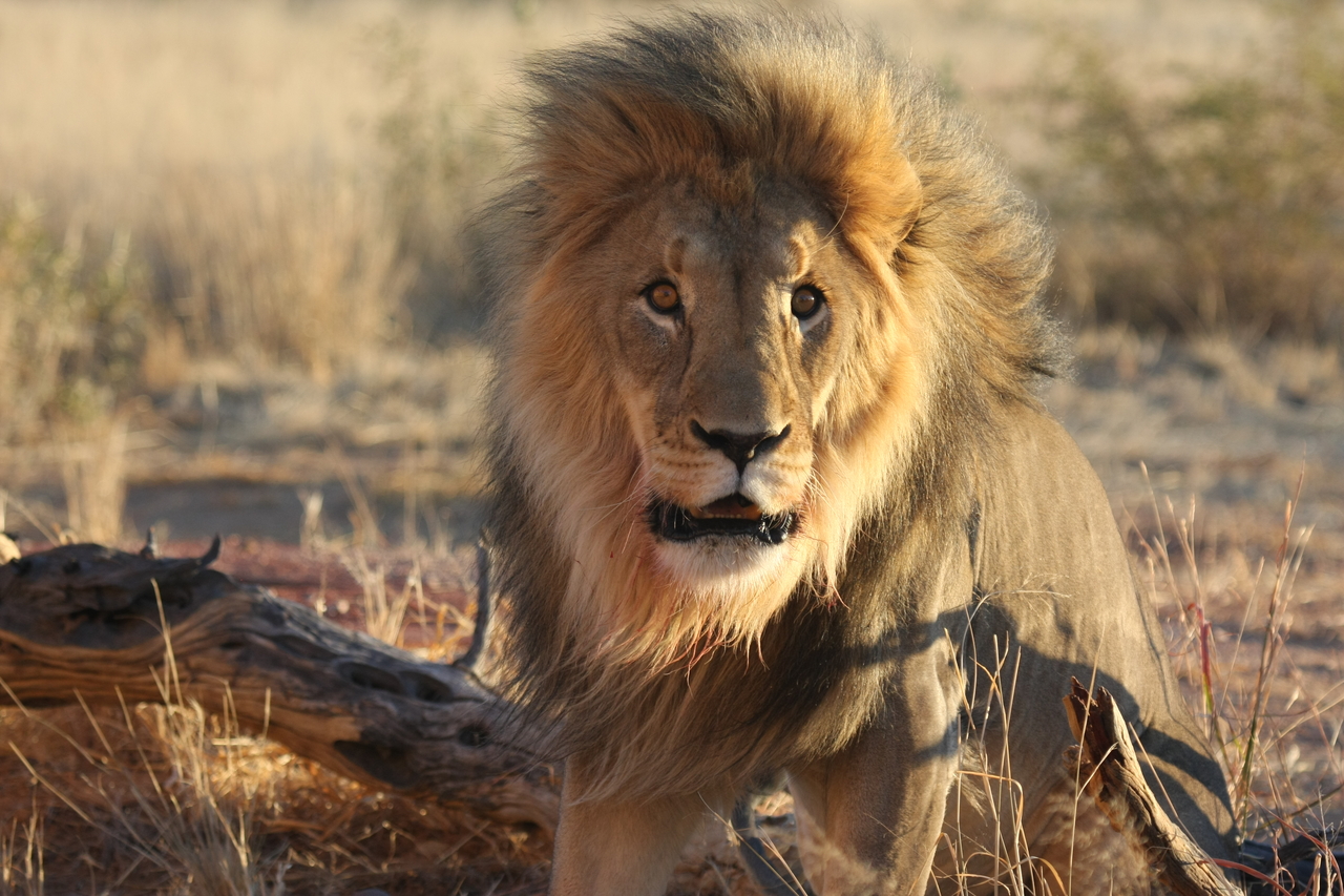 [8449] 2016_06_23_11_54_26_Africa_Canon_EOS_40D_IMG__01760.jpg
