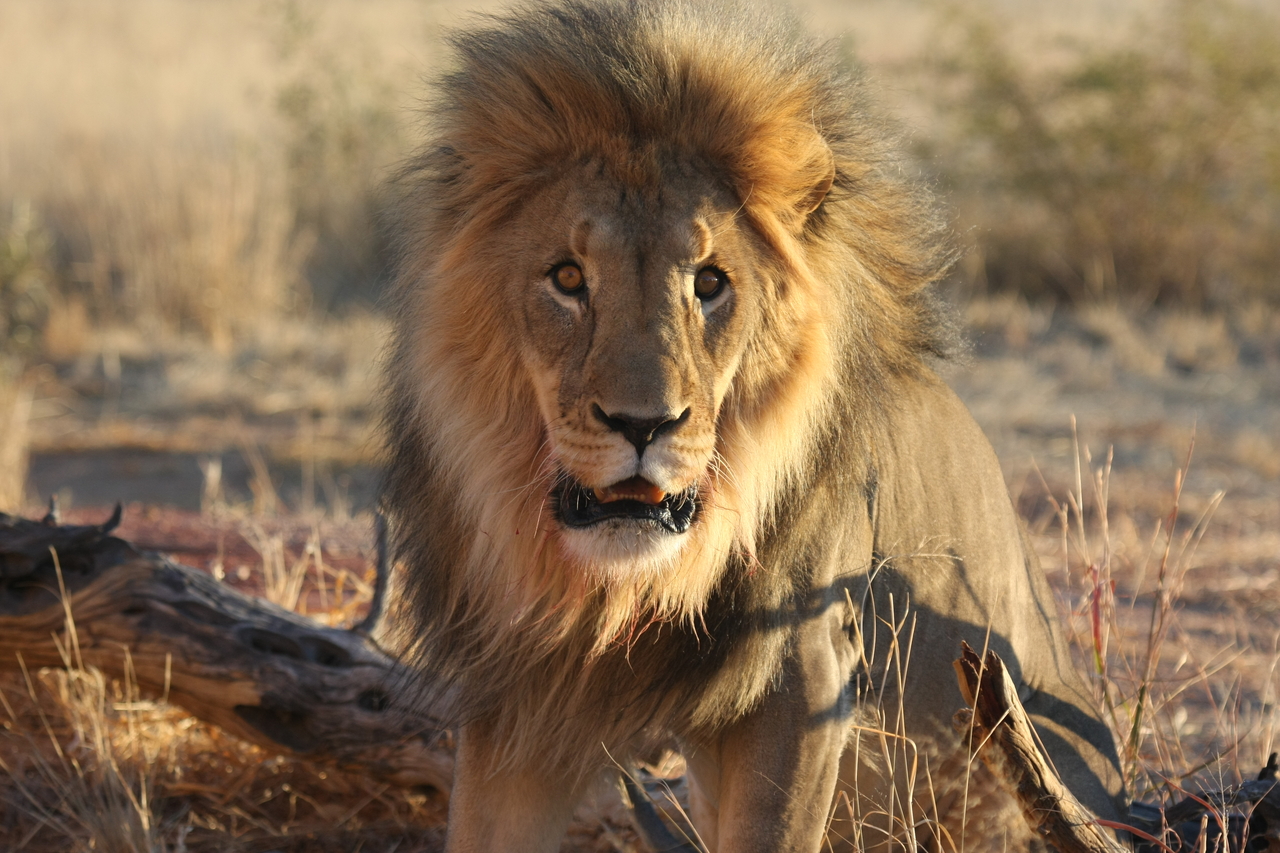 [8461] 2016_06_23_11_54_27_Africa_Canon_EOS_40D_IMG__09210.jpg