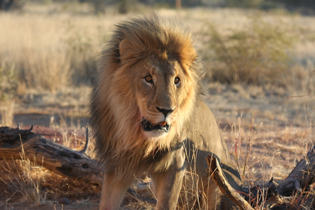 [8501] 2016_06_23_11_54_33_Africa_Canon_EOS_40D_IMG__09226.jpg