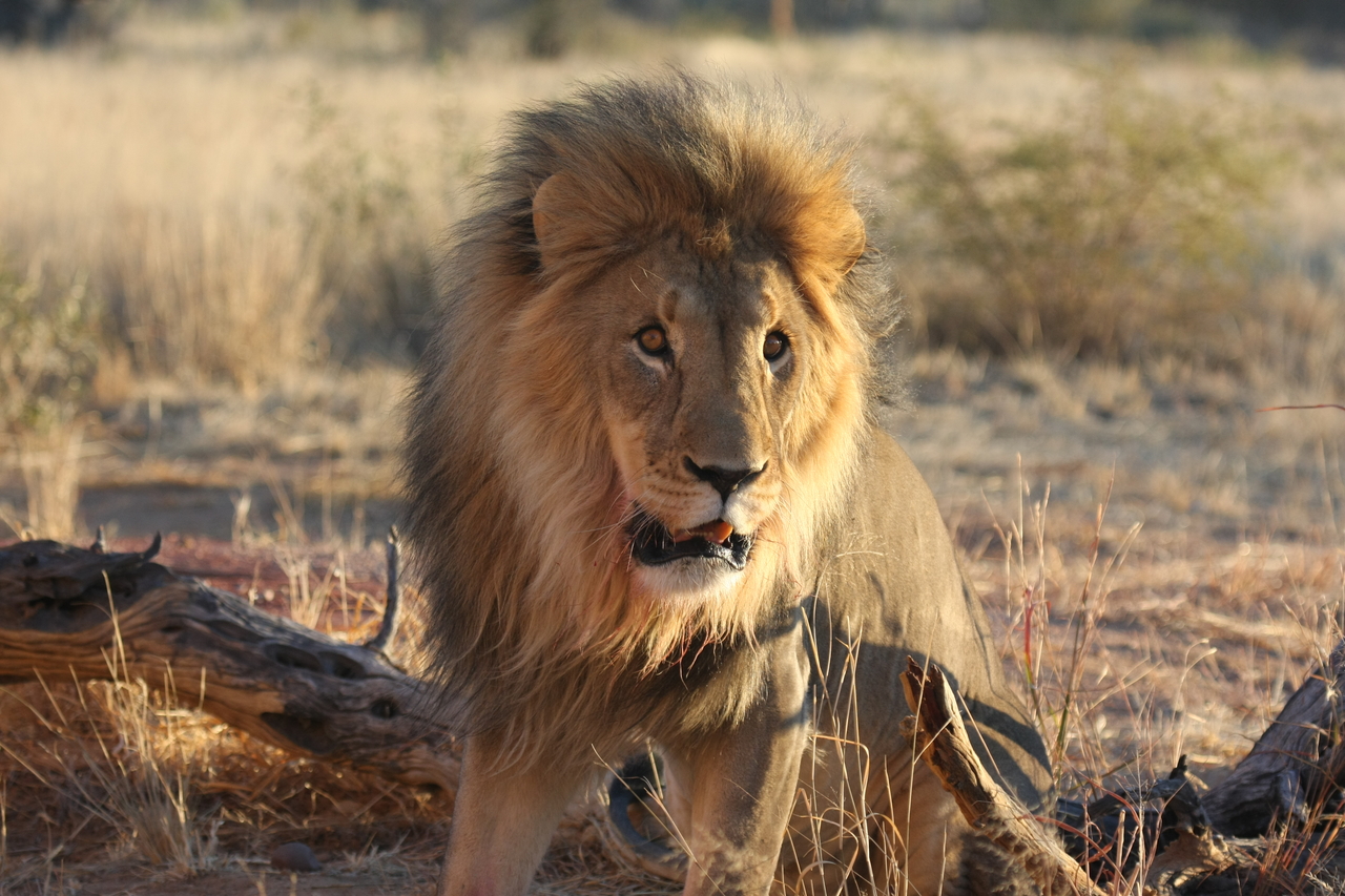 [8505] 2016_06_23_11_54_34_Africa_Canon_EOS_40D_IMG__01780.jpg