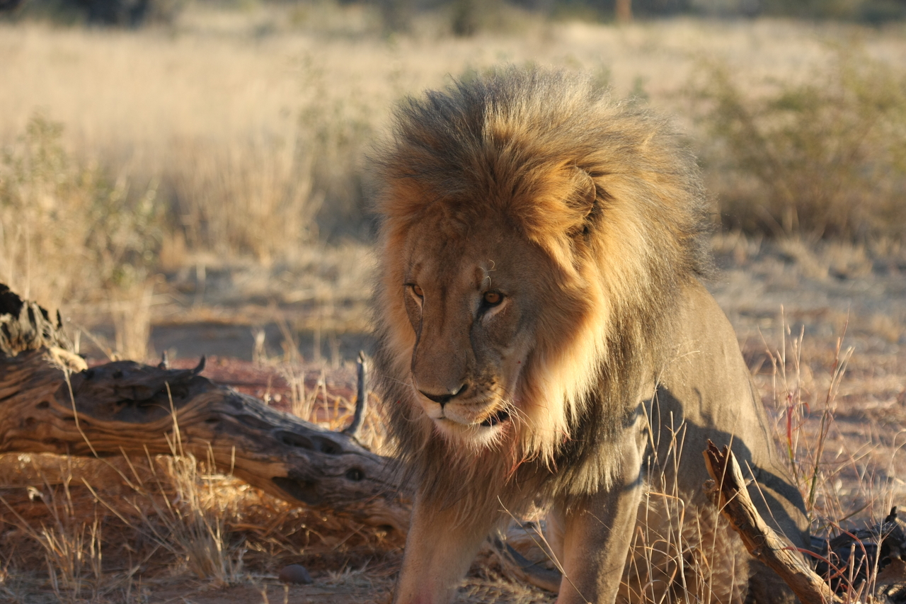 [8527] 2016_06_23_11_54_36_Africa_Canon_EOS_40D_IMG__01786.jpg