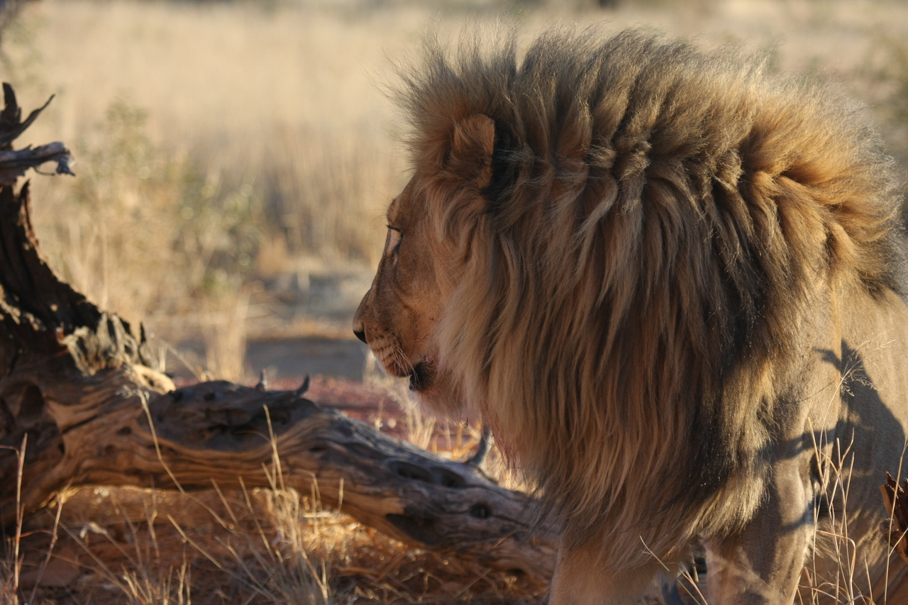 [8554] 2016_06_23_11_54_45_Africa_Canon_EOS_40D_IMG__09242.jpg