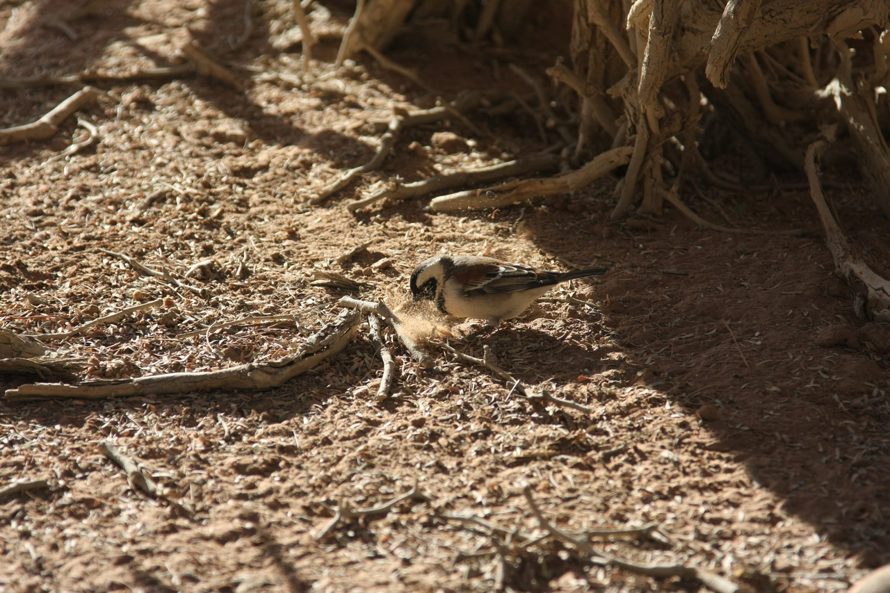 [15052] 2016_06_25_03_29_57_Africa_Canon_EOS_40D_IMG__02009.jpg