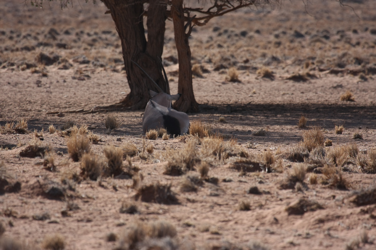 [15803] 2016_06_25_09_33_19_Africa_Canon_EOS_40D_IMG__00122.jpg