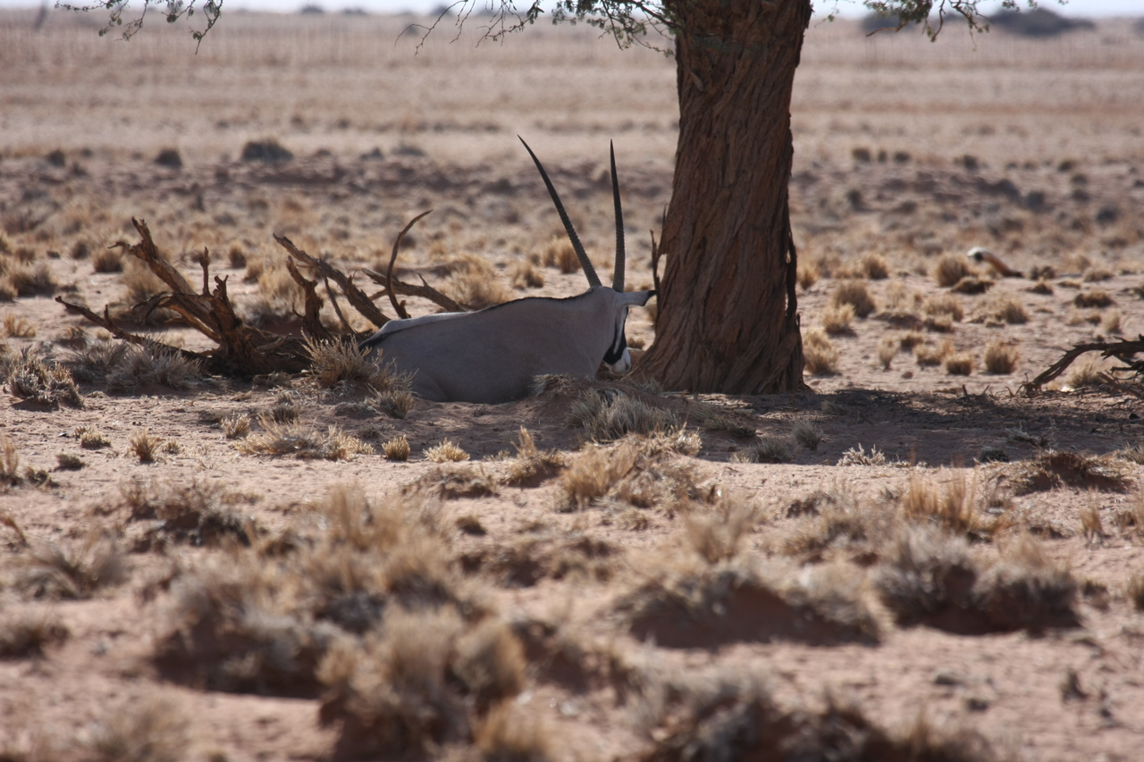 [15806] 2016_06_25_09_33_27_Africa_Canon_EOS_40D_IMG__00123.jpg