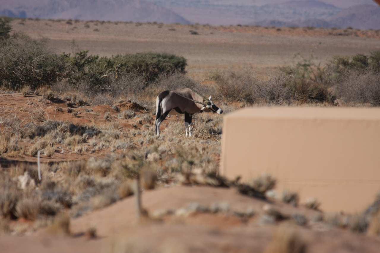 [15822] 2016_06_25_09_33_58_Africa_Canon_EOS_40D_IMG__09568.jpg