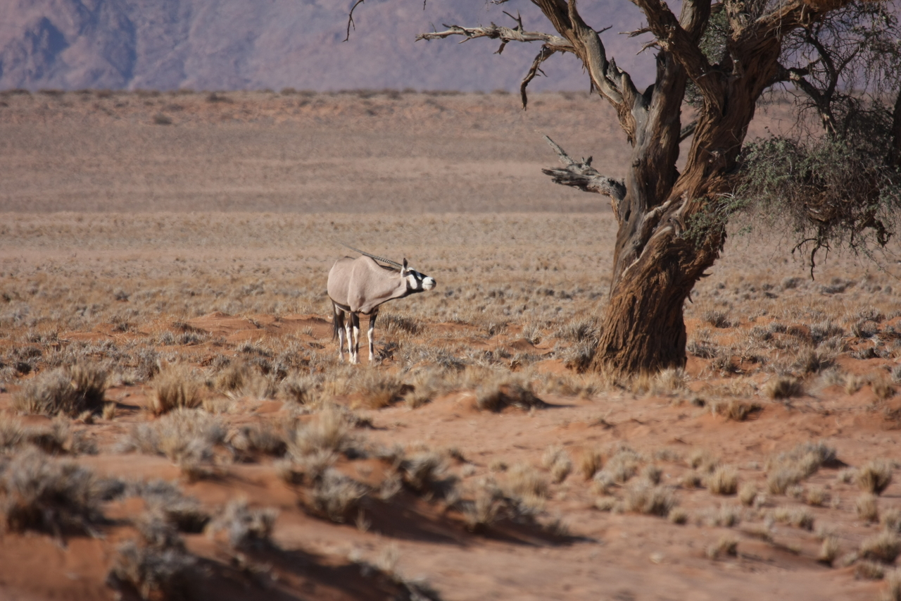 [15843] 2016_06_25_09_35_31_Africa_Canon_EOS_40D_IMG__02130.jpg