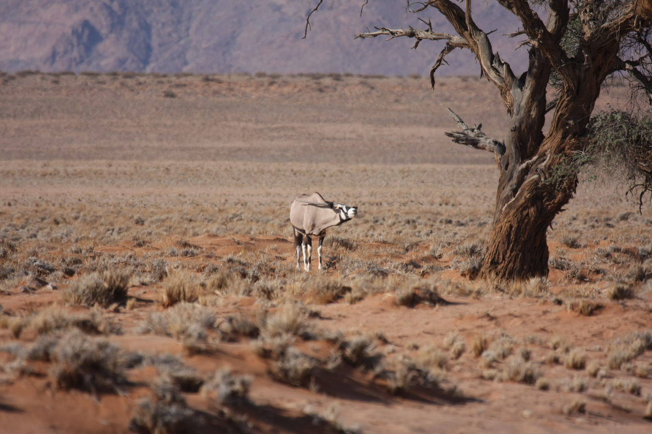 [15848] 2016_06_25_09_35_33_Africa_Canon_EOS_40D_IMG__00139.jpg