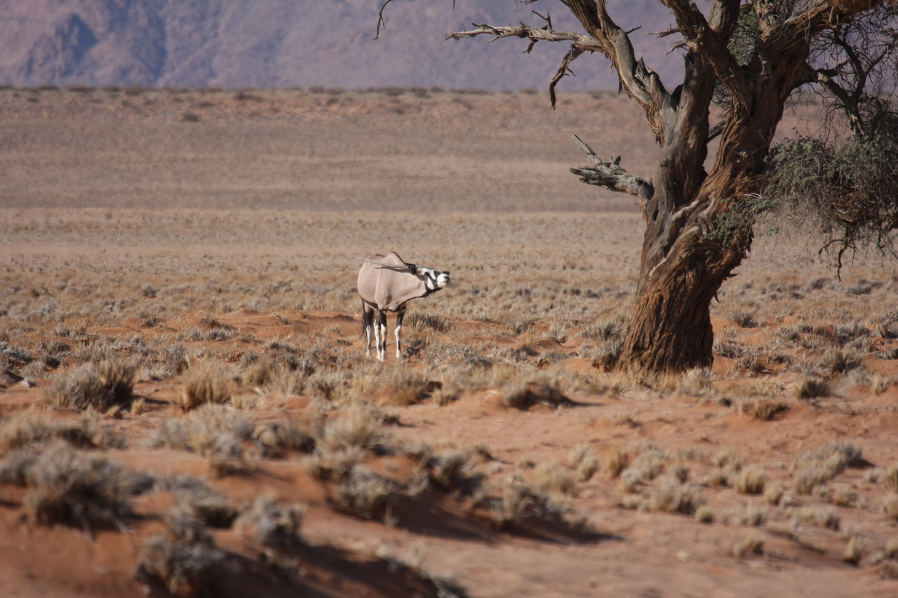 [15854] 2016_06_25_09_35_34_Africa_Canon_EOS_40D_IMG__02134.jpg