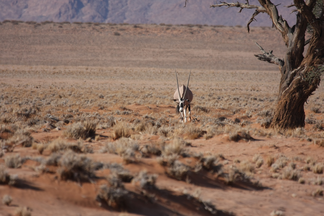 [15859] 2016_06_25_09_35_41_Africa_Canon_EOS_40D_IMG__00144.jpg