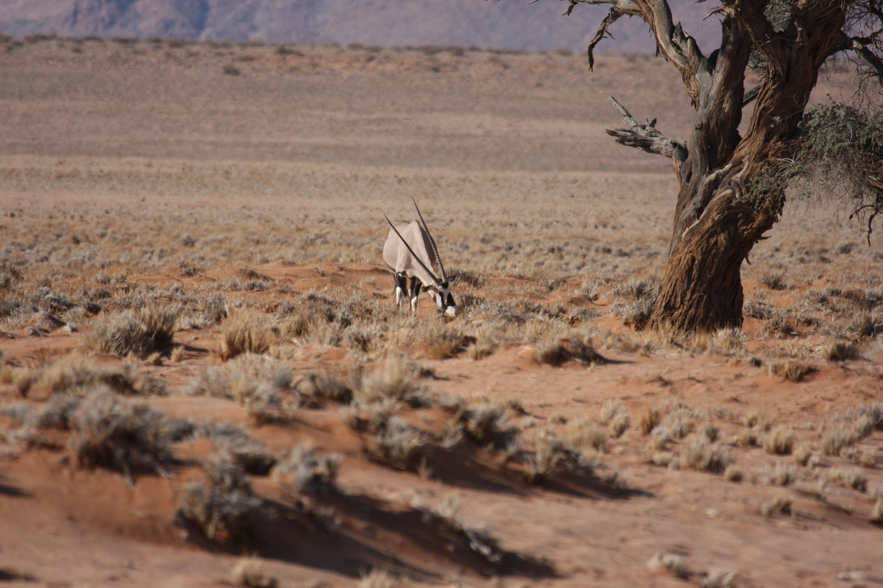 [15867] 2016_06_25_09_35_44_Africa_Canon_EOS_40D_IMG__00146.jpg