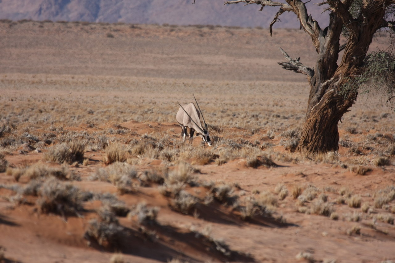 [15871] 2016_06_25_09_35_44_Africa_Canon_EOS_40D_IMG__02141.jpg