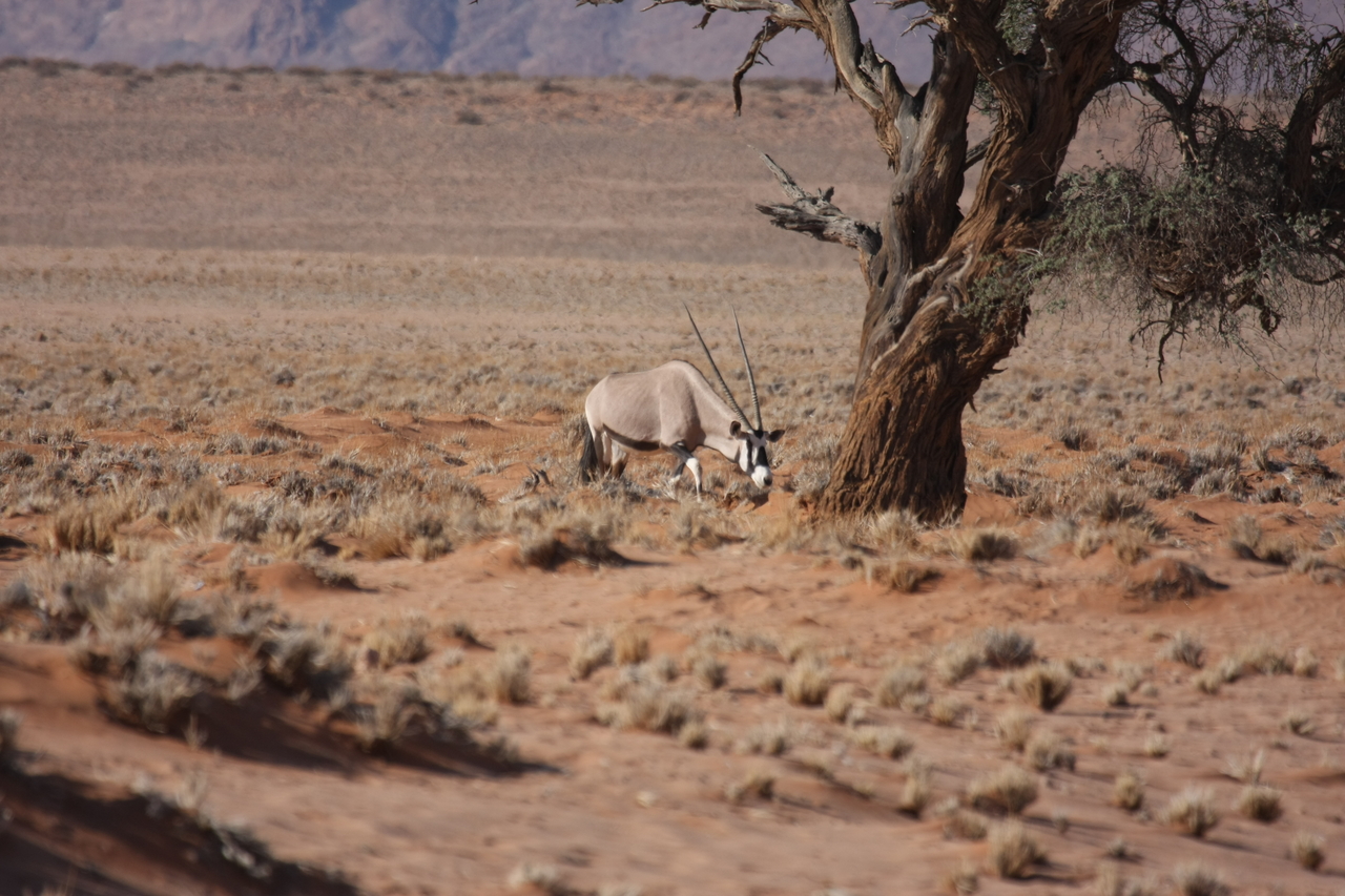 [15875] 2016_06_25_09_36_01_Africa_Canon_EOS_40D_IMG__00149.jpg