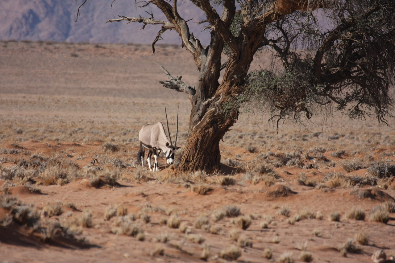 [15882] 2016_06_25_09_36_06_Africa_Canon_EOS_40D_IMG__09590.jpg