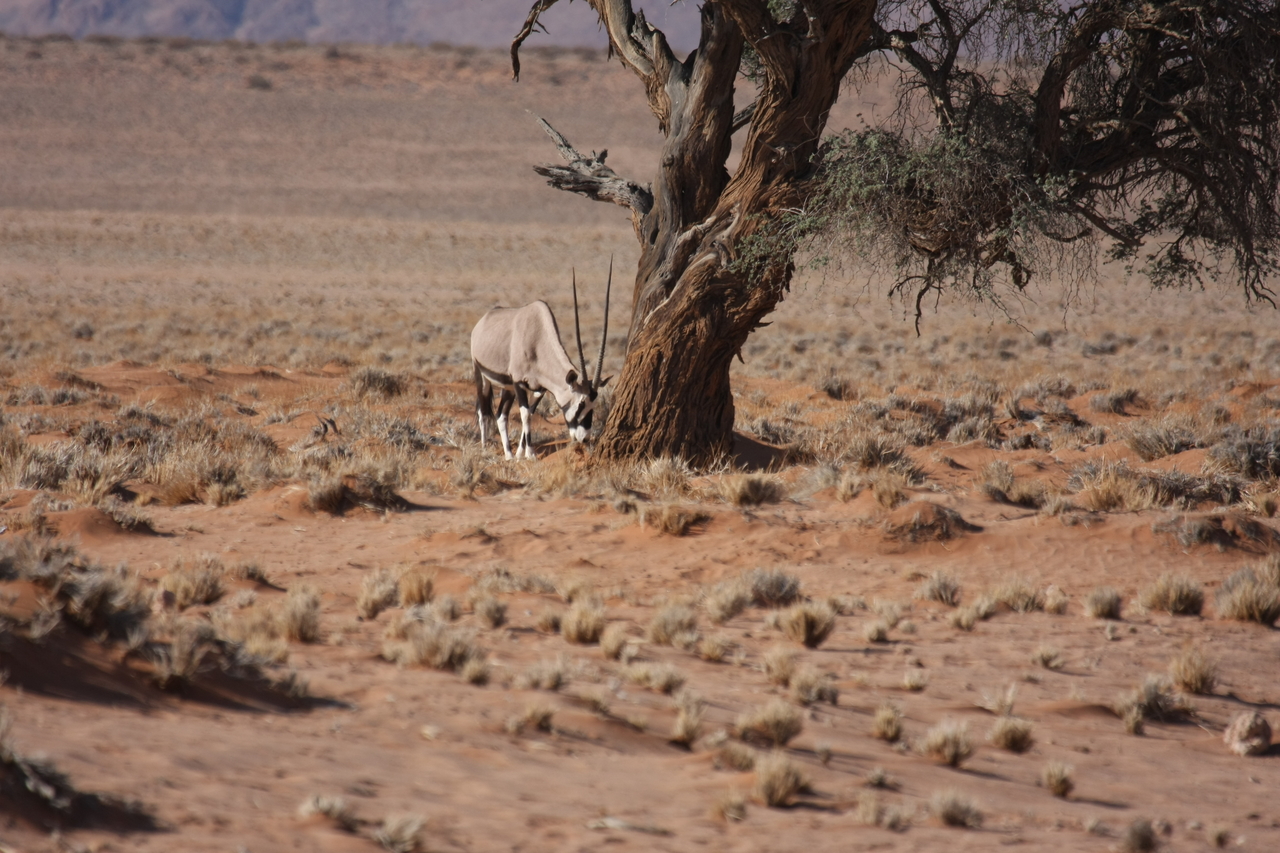 [15885] 2016_06_25_09_36_10_Africa_Canon_EOS_40D_IMG__00153.jpg