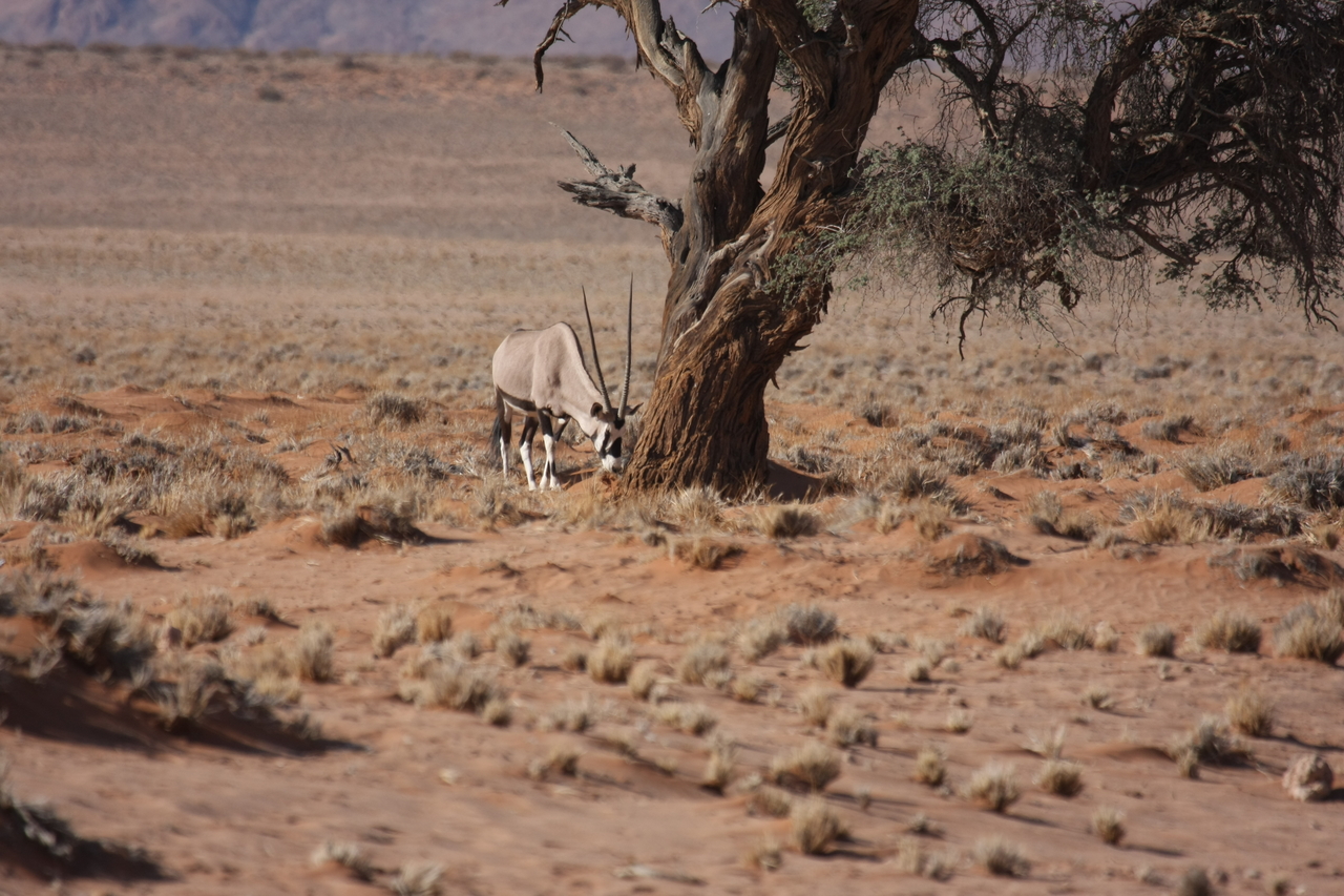 [15890] 2016_06_25_09_36_10_Africa_Canon_EOS_40D_IMG__09592.jpg