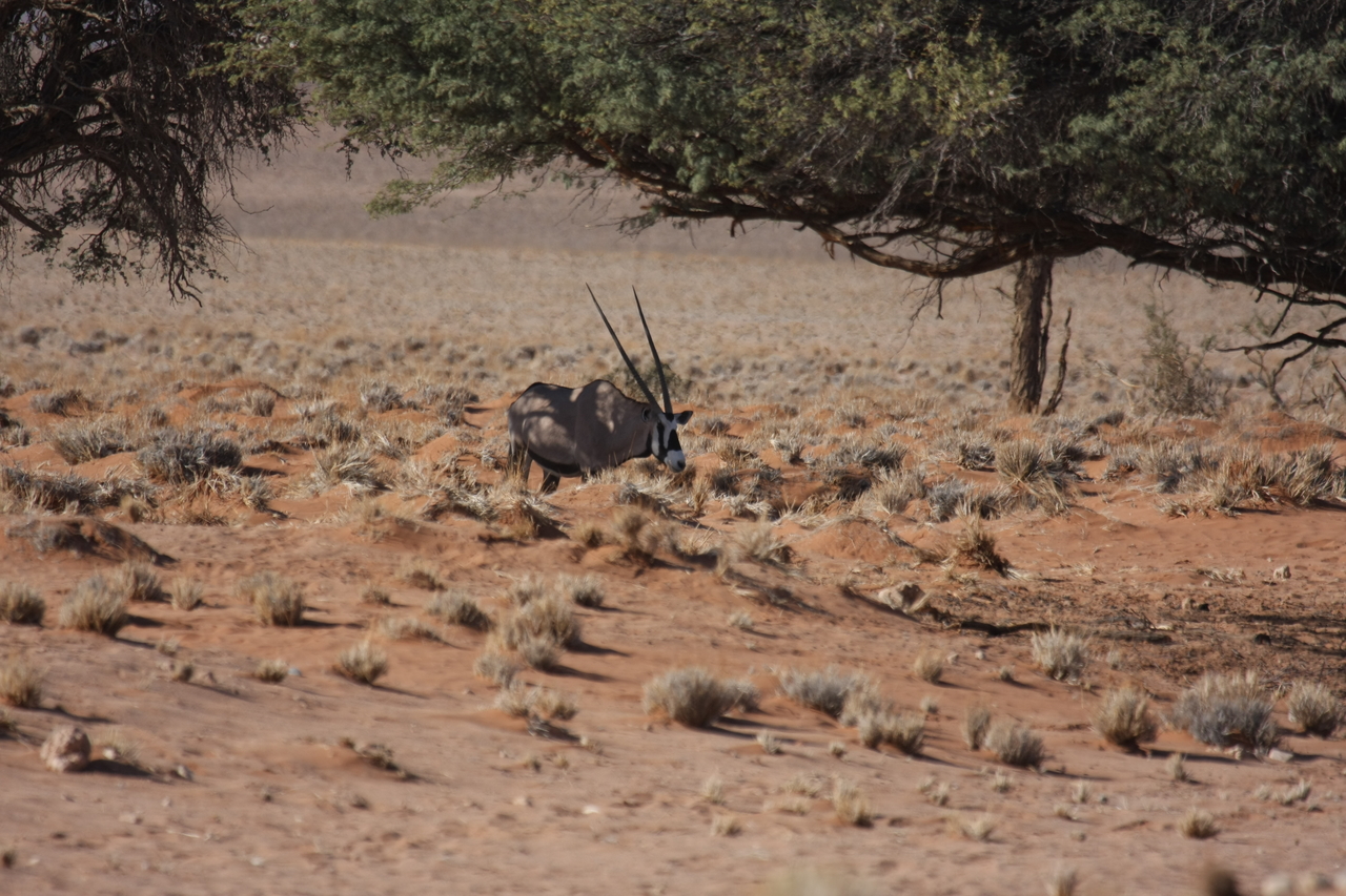 [15894] 2016_06_25_09_36_53_Africa_Canon_EOS_40D_IMG__00156.jpg