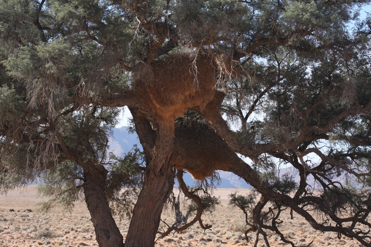 [15904] 2016_06_25_09_37_23_Africa_Canon_EOS_40D_IMG__02152.jpg