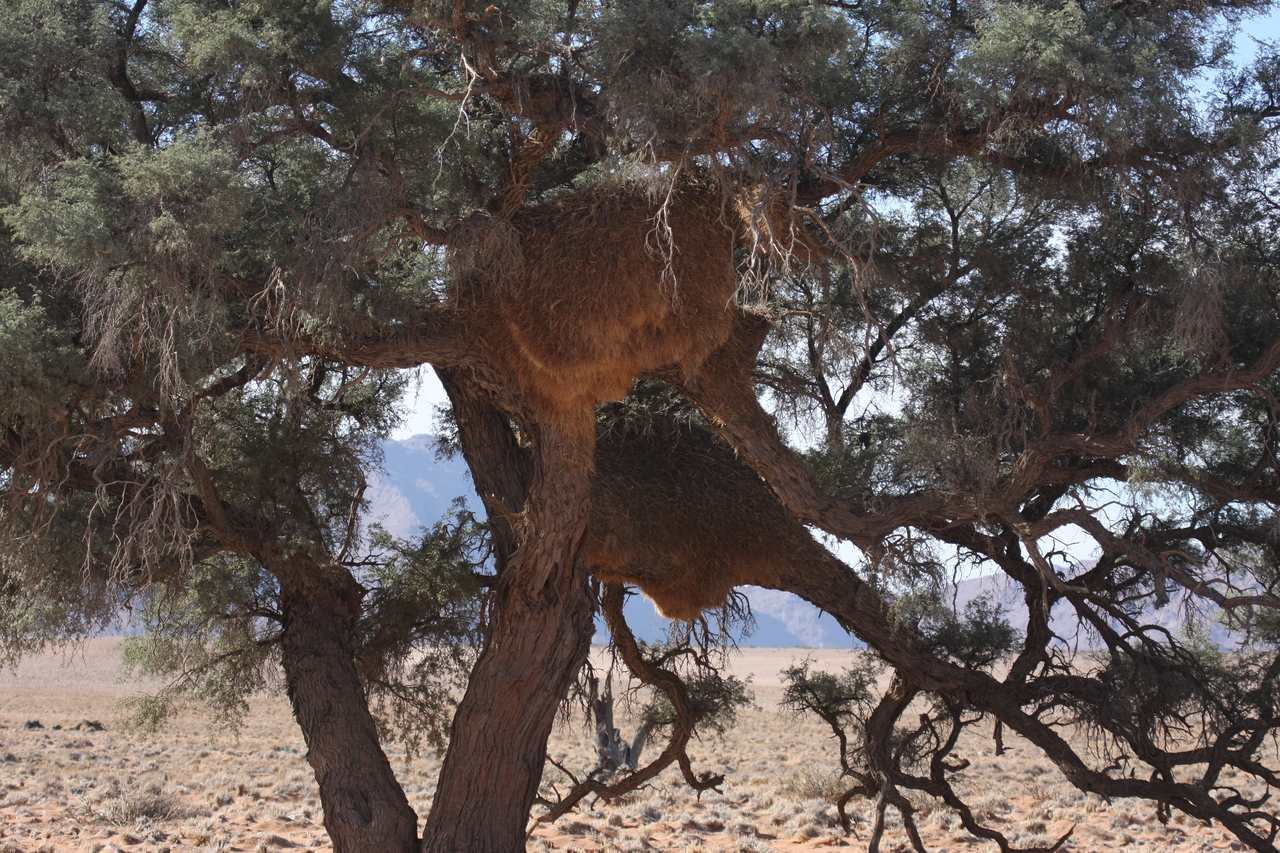 [15907] 2016_06_25_09_37_23_Africa_Canon_EOS_40D_IMG__09600.jpg