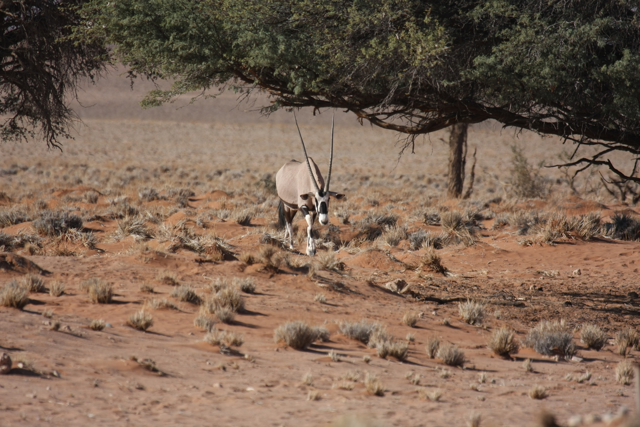 [15925] 2016_06_25_09_38_13_Africa_Canon_EOS_40D_IMG__02160.jpg