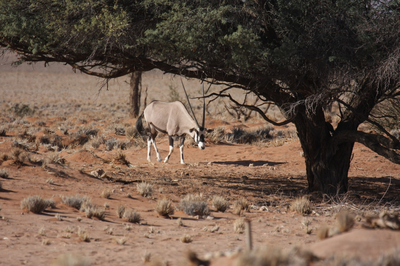 [15935] 2016_06_25_09_38_25_Africa_Canon_EOS_40D_IMG__02164.jpg