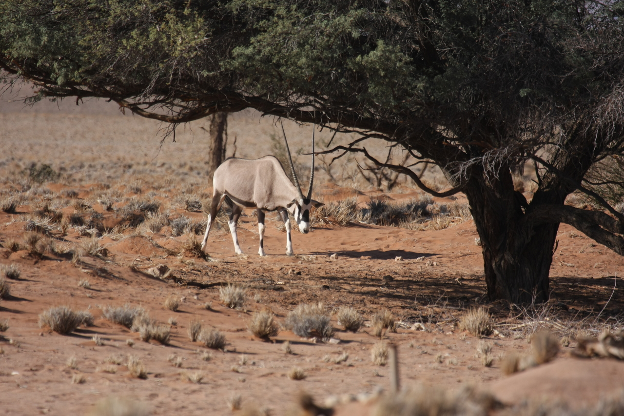 [15936] 2016_06_25_09_38_25_Africa_Canon_EOS_40D_IMG__09610.jpg