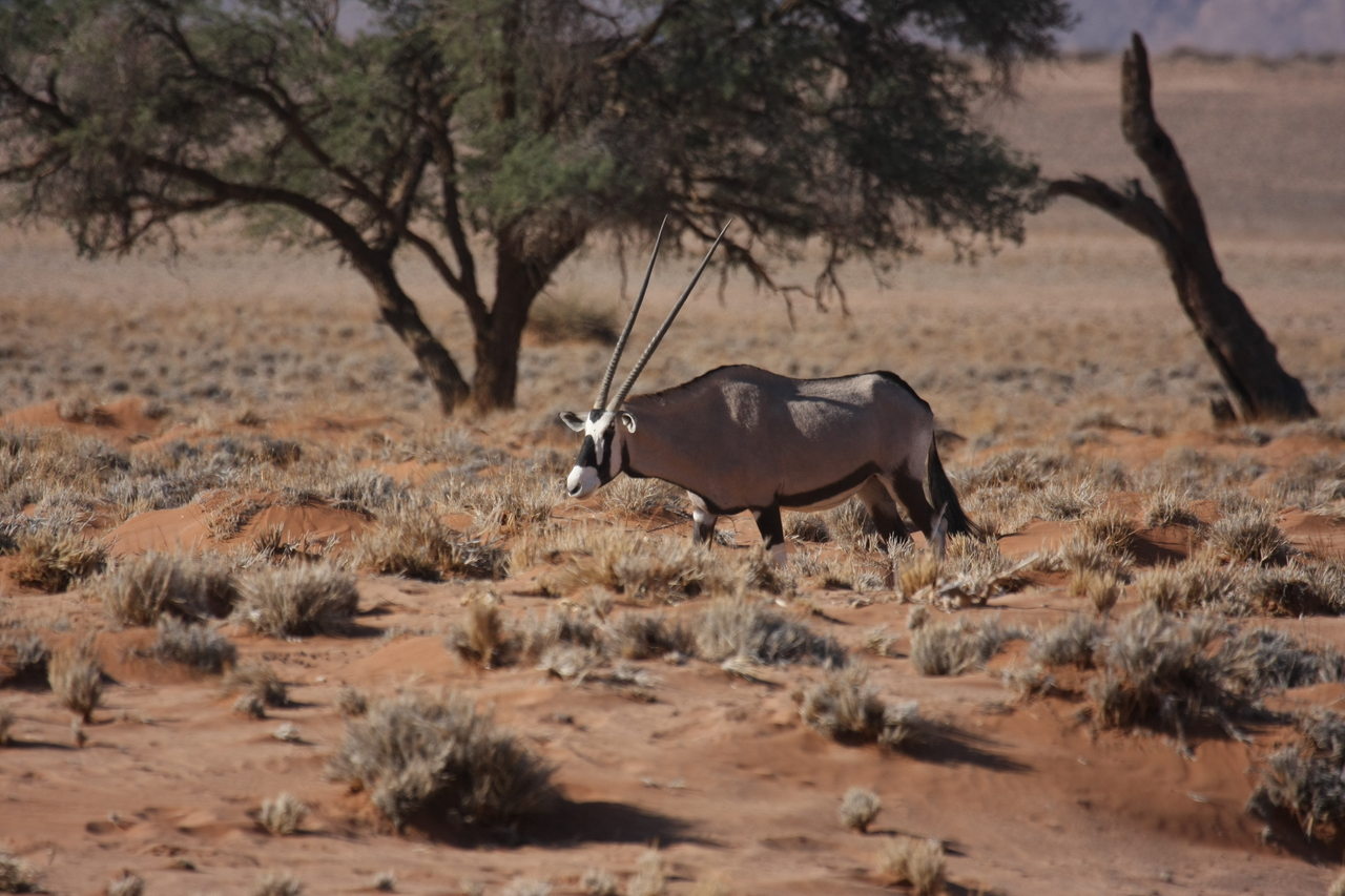 [15948] 2016_06_25_09_39_51_Africa_Canon_EOS_40D_IMG__00176.jpg