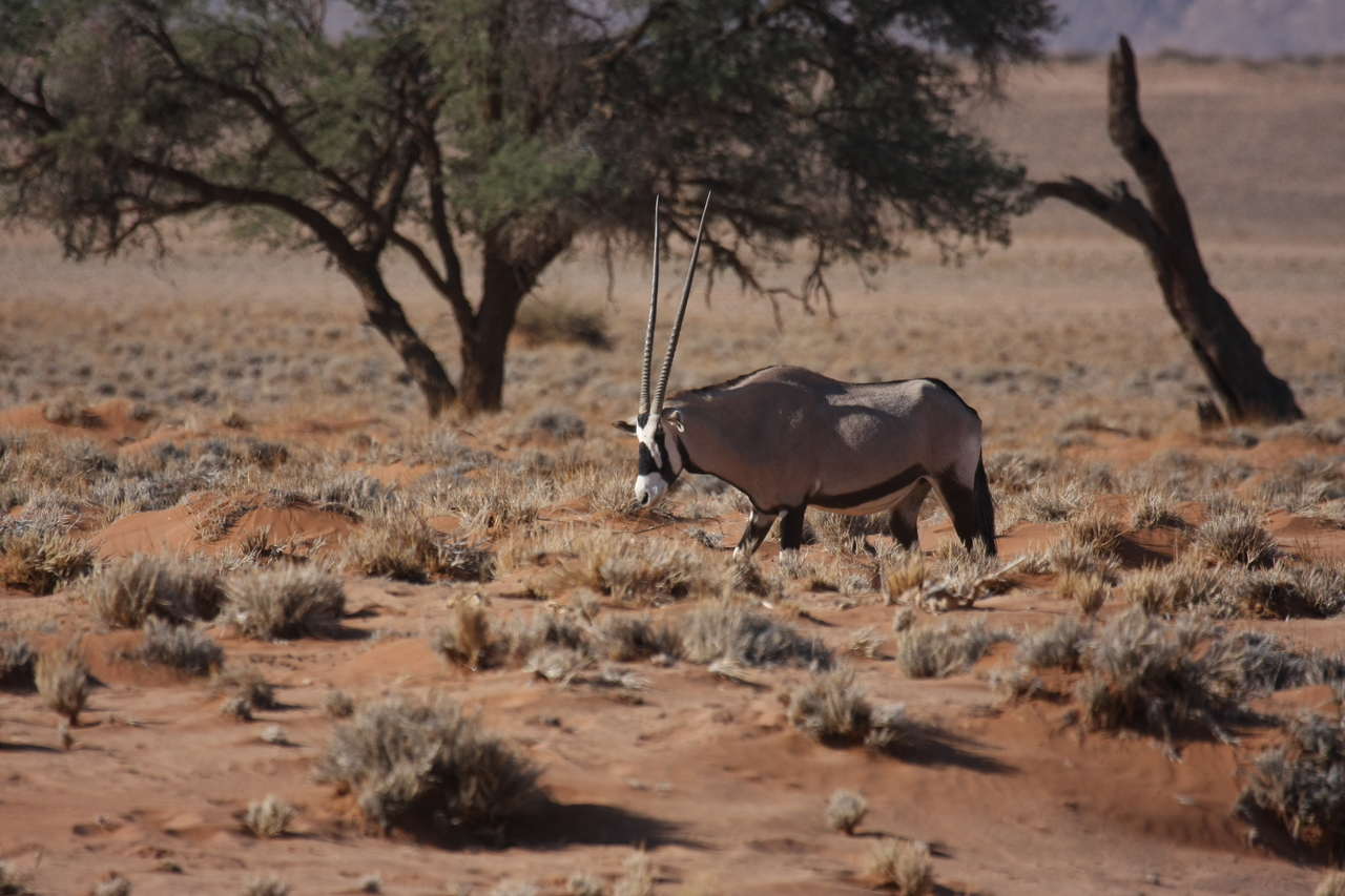 [15951] 2016_06_25_09_39_51_Africa_Canon_EOS_40D_IMG__09615.jpg
