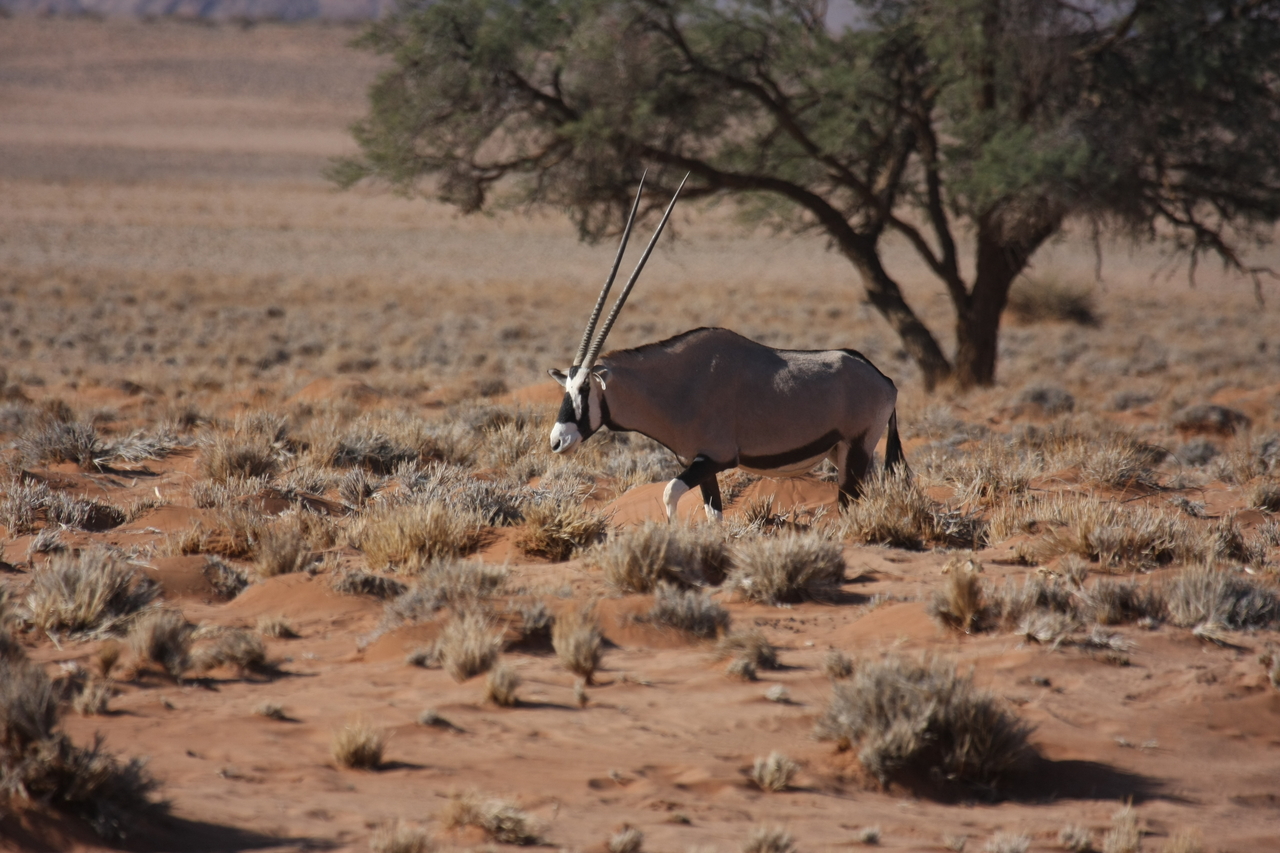 [15956] 2016_06_25_09_39_54_Africa_Canon_EOS_40D_IMG__02171.jpg