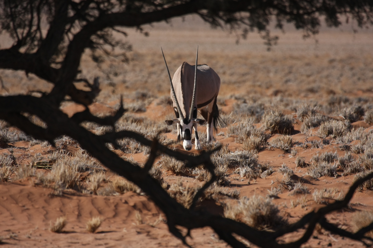 [15961] 2016_06_25_09_40_23_Africa_Canon_EOS_40D_IMG__02172.jpg