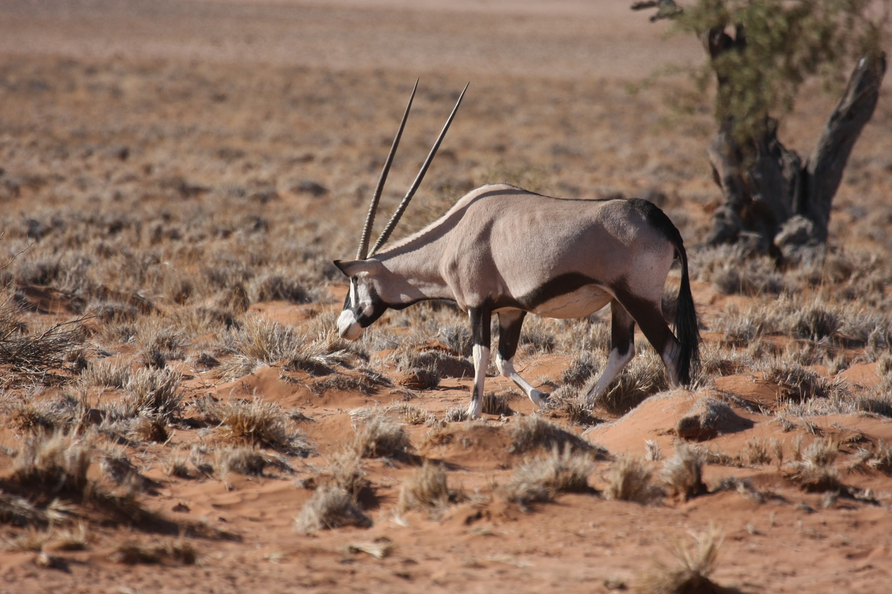 [15965] 2016_06_25_09_40_52_Africa_Canon_EOS_40D_IMG__00182.jpg