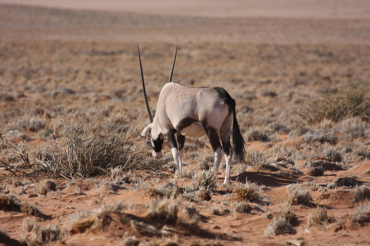 [15968] 2016_06_25_09_41_03_Africa_Canon_EOS_40D_IMG__00183.jpg