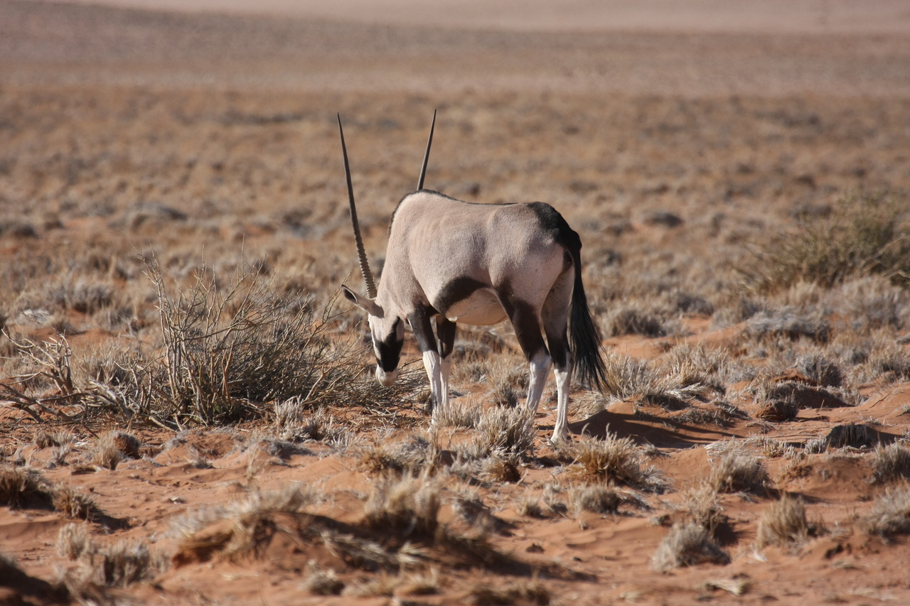 [15973] 2016_06_25_09_41_03_Africa_Canon_EOS_40D_IMG__09624.jpg