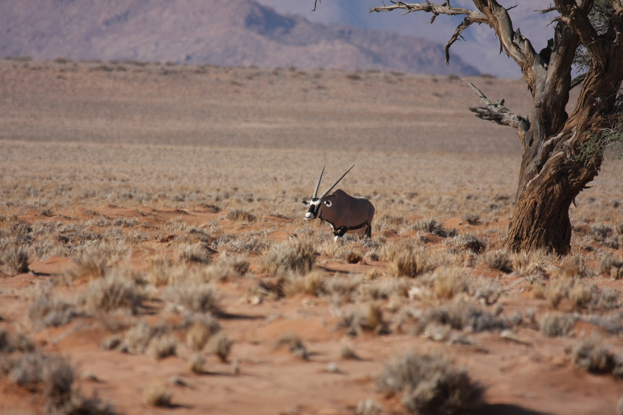 [15991] 2016_06_25_09_42_01_Africa_Canon_EOS_40D_IMG__02180.jpg