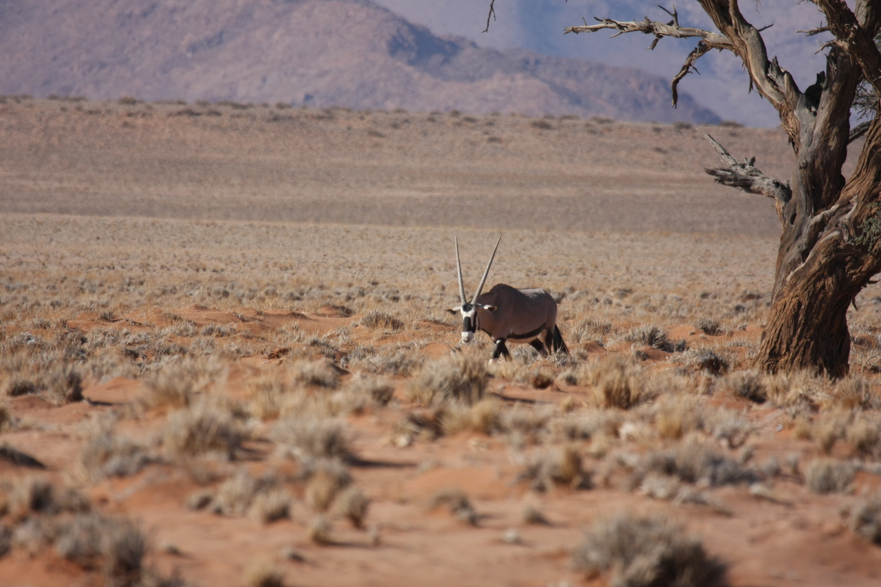 [15992] 2016_06_25_09_42_01_Africa_Canon_EOS_40D_IMG__02181.jpg