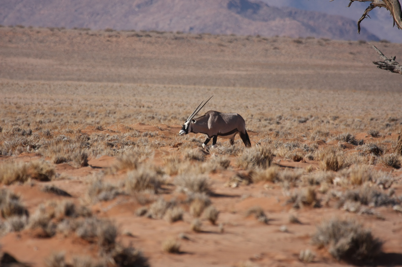 [15995] 2016_06_25_09_42_04_Africa_Canon_EOS_40D_IMG__00189.jpg