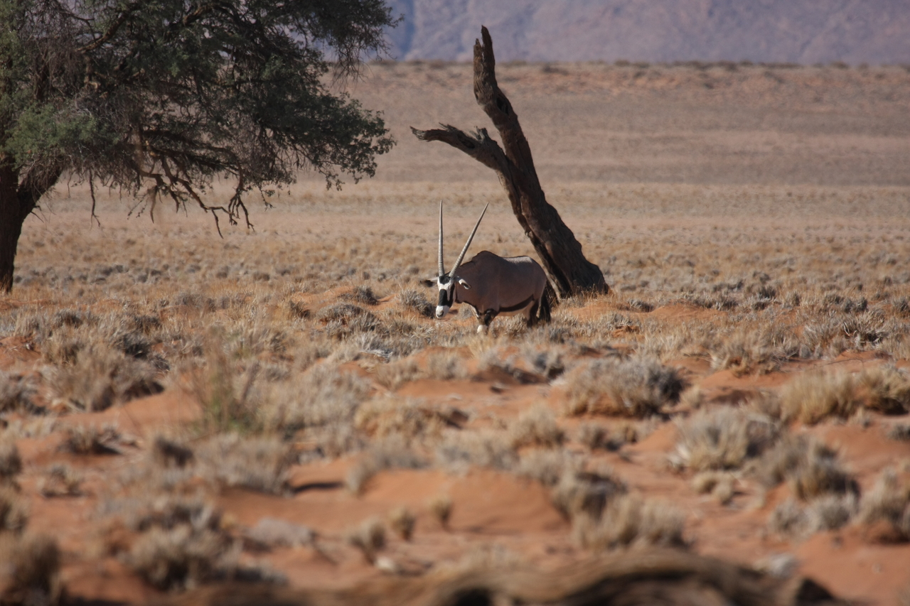 [16006] 2016_06_25_09_42_18_Africa_Canon_EOS_40D_IMG__09633.jpg
